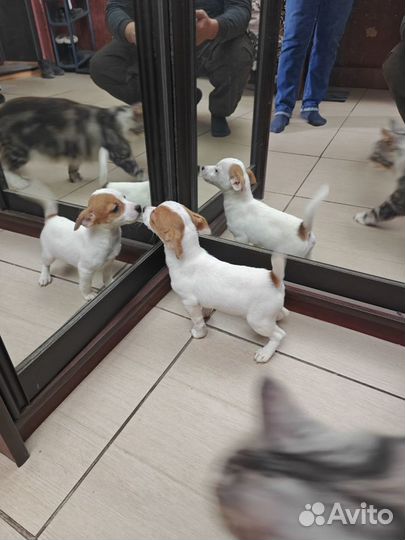 Щенки джек рассел терьер