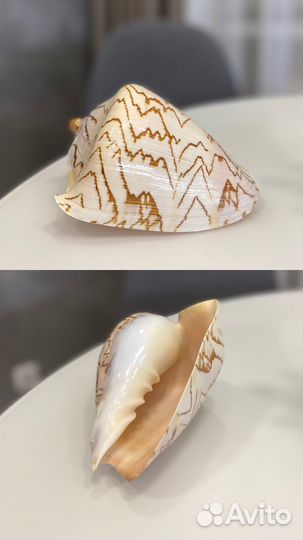 Декоративные морские ракушки