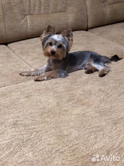 Йоркширский терьер вязка мальчик