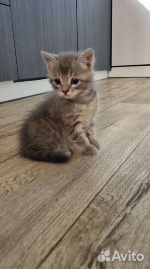 Котята в добрые руки мальчик и девочка