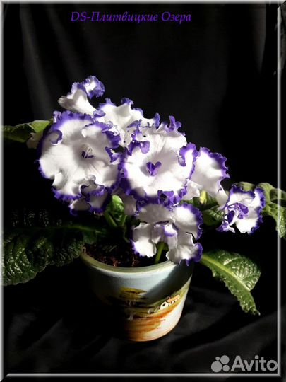 Стрептокарпусы