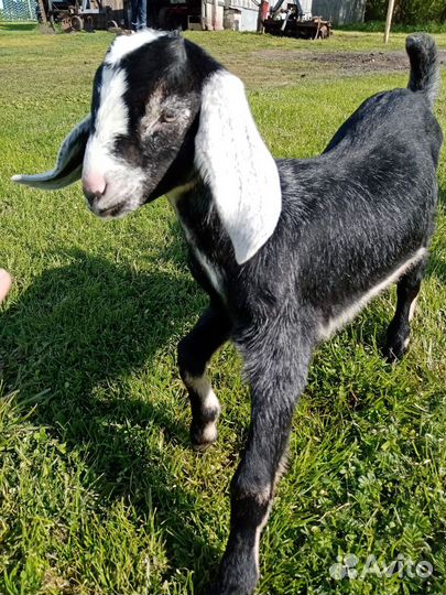 Англо-нубийские козлята