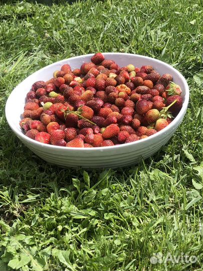 Усы земляники садовой, клубники