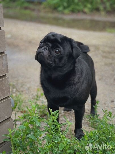 Мопс для вязки