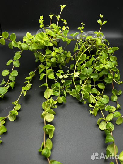 Пеперомия ротундифолия круглолистная