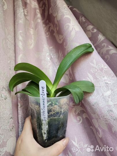 Орхидея фаленопсис