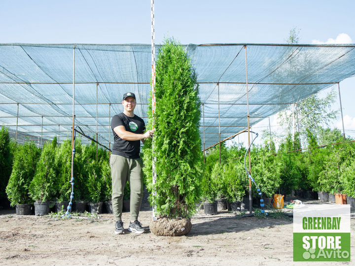 Туи колумна 200 см свежая копка 2023