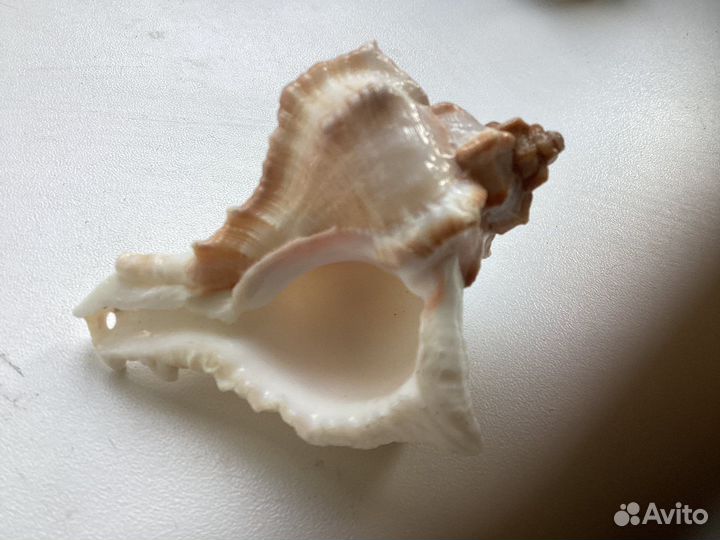Набор ракушек
