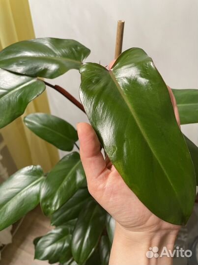 Филодендрон Краснеющий