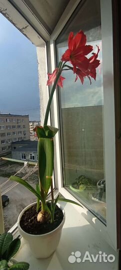 Дендробиум