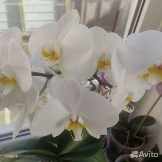Орхидея фаленопсис