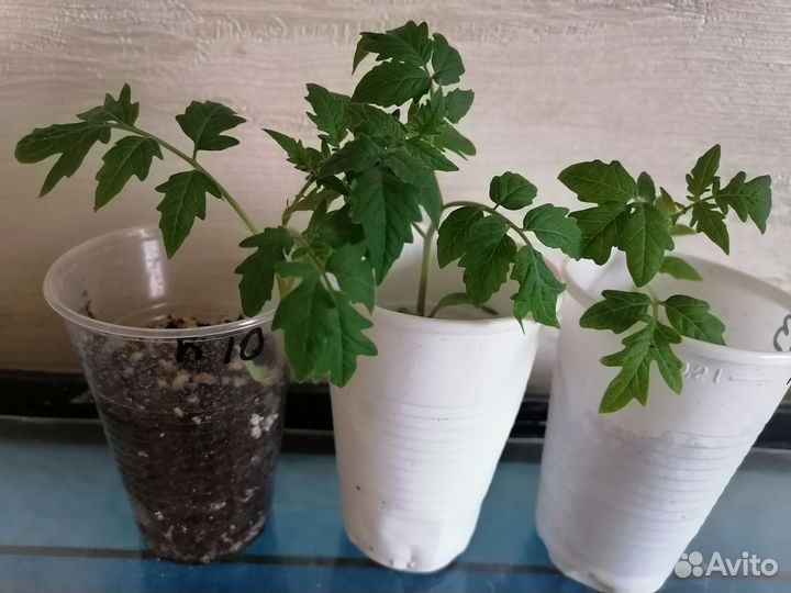 Рассада помидор, разные сорта, излишки