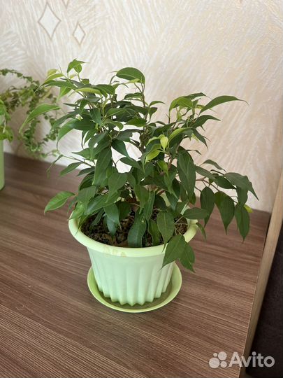 Фикус бенджамина