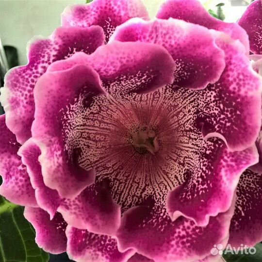 Глоксиния нт-Лиловый плен