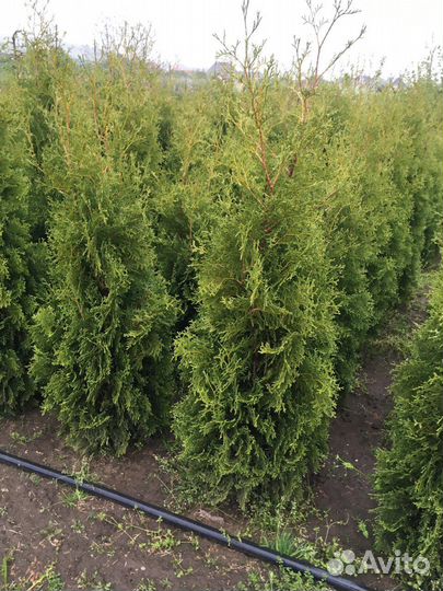 Туи 200 см и Самшит Вечнозеленый Оптом Гарантия