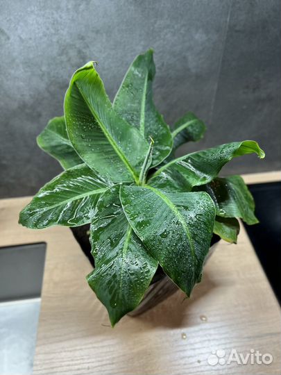 Банан (комнатный)