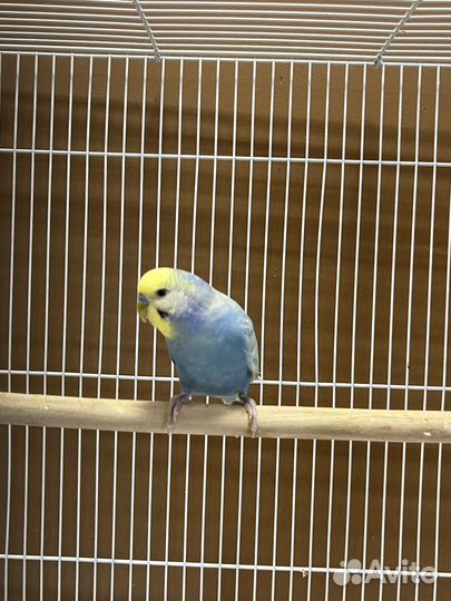 Попугай волнистые радужные