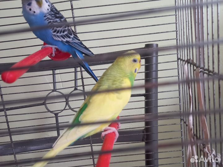 Волнистый попугай ручные