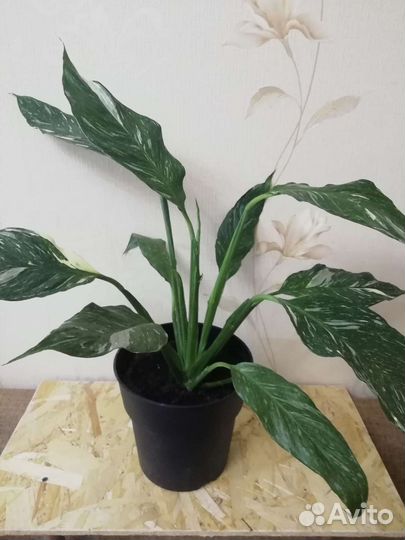 Спатифиллум