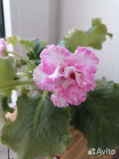 Фиалки сортовые