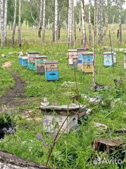 Мед разнотравье, своя пасека 250км Ивановы