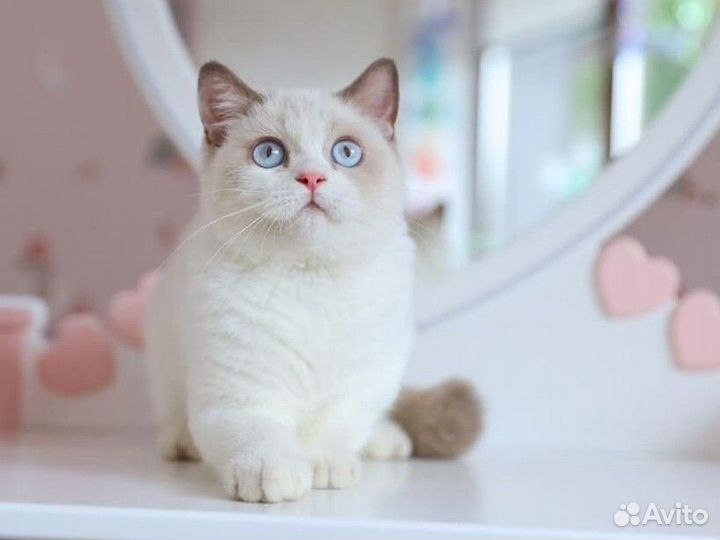 Британский мальчик Биколор Лиловый