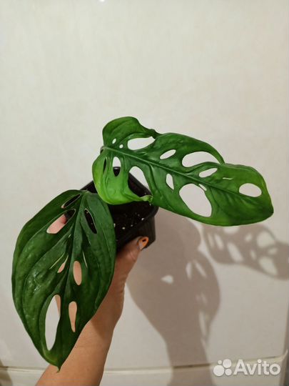 Монстера обликва