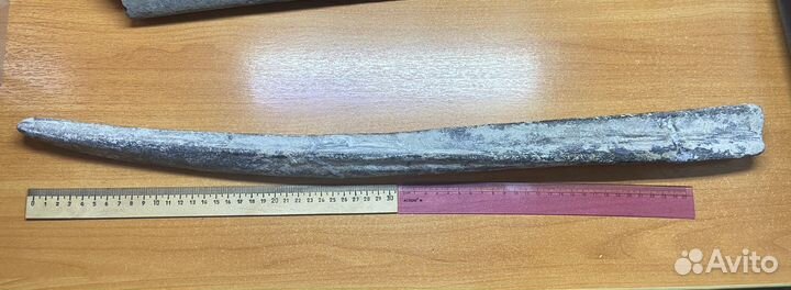 Окаменелость