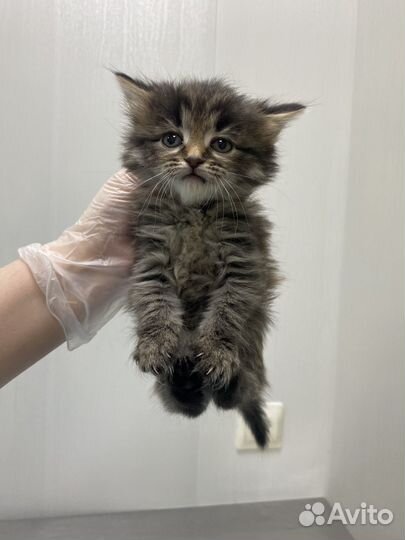 Пушистые котята