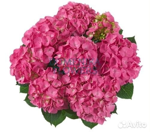 Гортензия крупнолистная