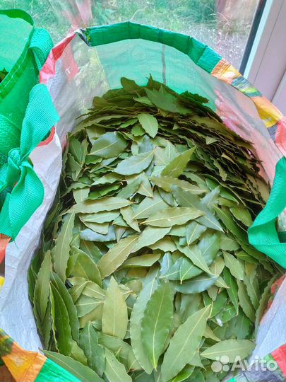 Лавровый лист