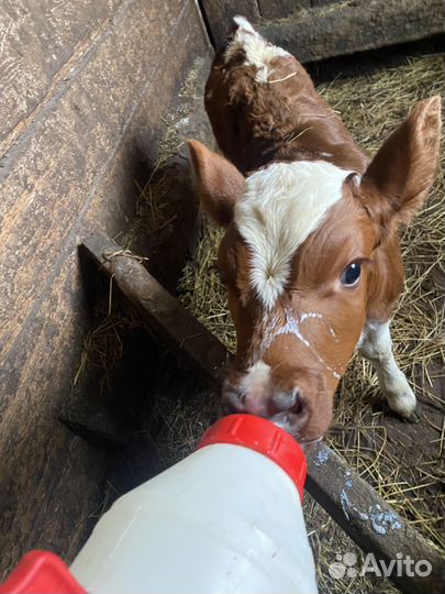 Айрширский бык на племя