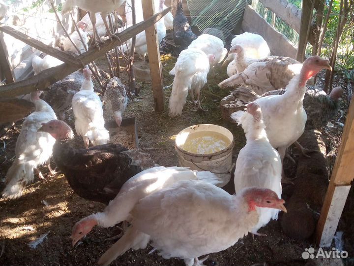 Индюшата, Петушки молодые, яйца куриные