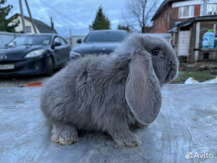 Французский баран