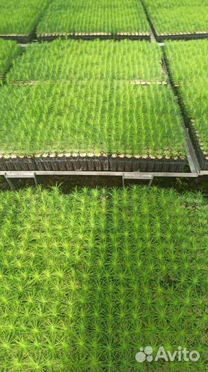 Сеянцы сосны обыкновенной зкс от производителя