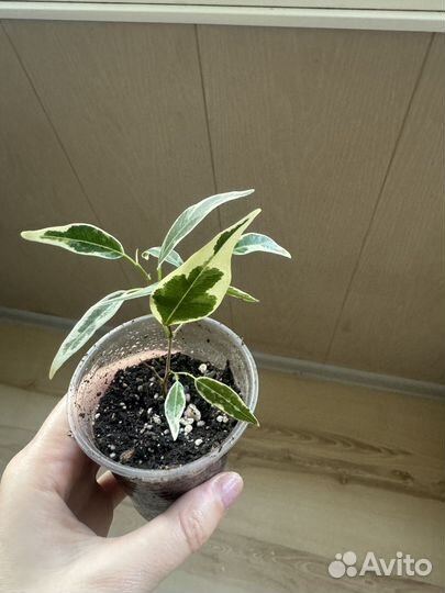 Фикусы, пикси, ирен, денилайт, али амстел грин