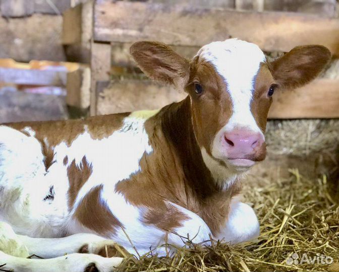 Б бычки сименталы холмогоры