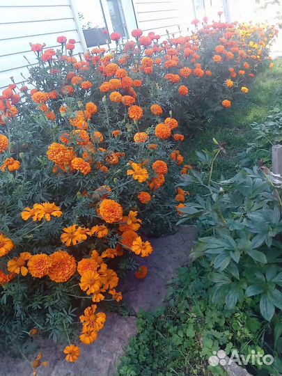 Семена бобов, бархатцы