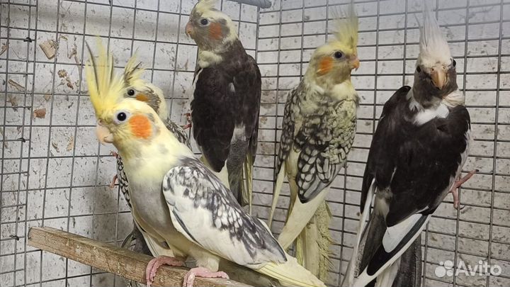 Волнистые попугаи оптом