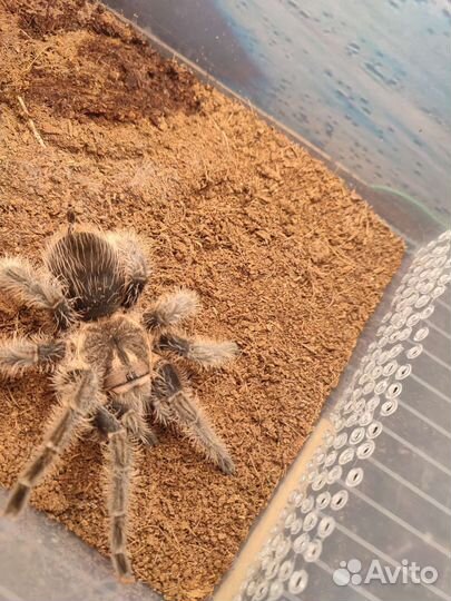 Пауки птицееды