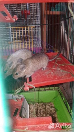 Хомяки. сирийцы и белочки дегу