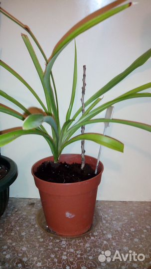 Комнатное растение хлорофитум хохлатый