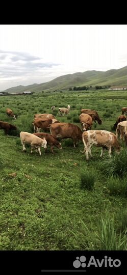 Продажа крс