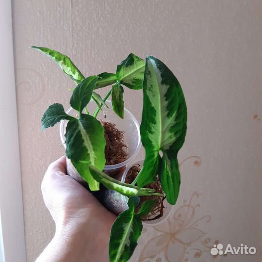 Комнатные растения