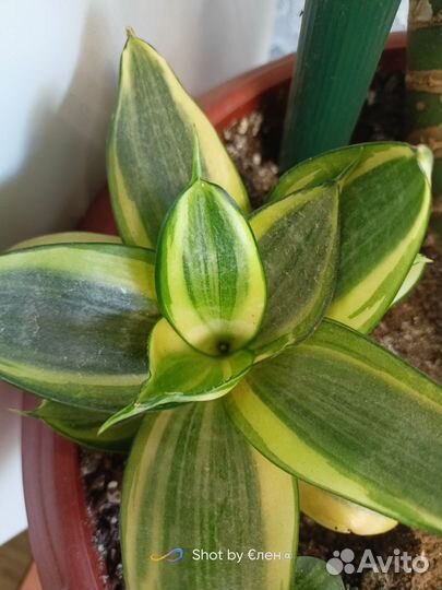 Продаю набор сансивьерии из 4-х видов