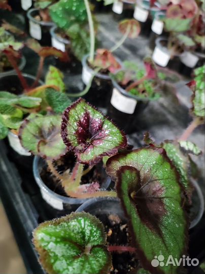 Детки декоративно лиственных бегоний