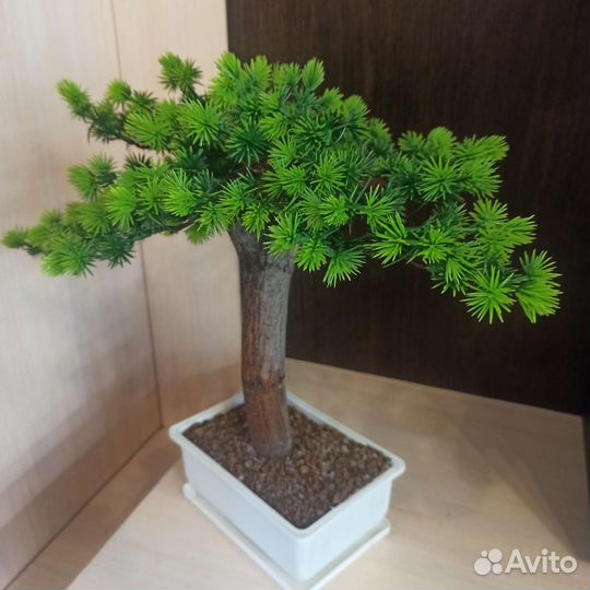Дерево бонсай