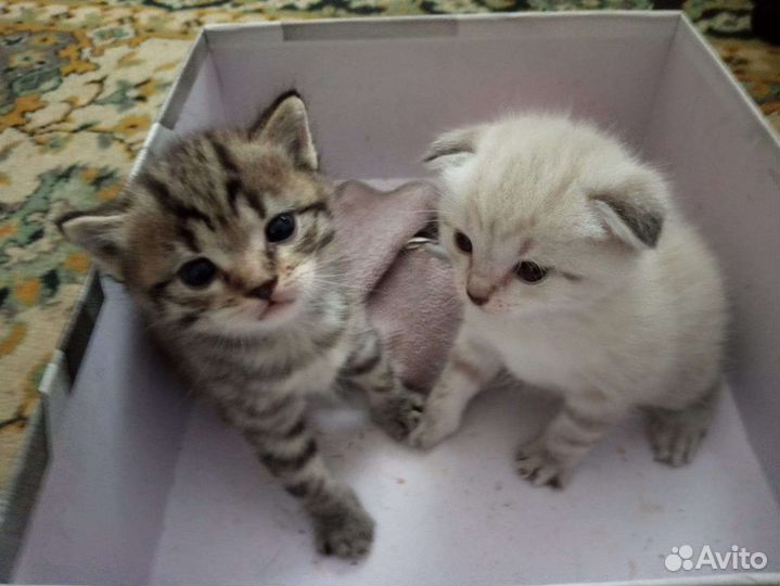 Котята мальчики от вислоухой мамы в дар бесплатно