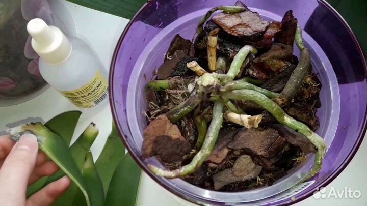 Орхидея фаленопсис