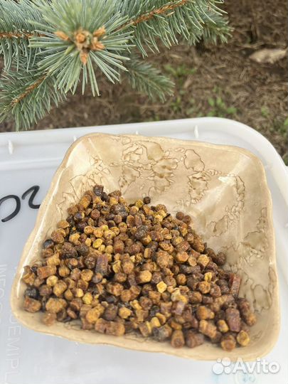 Перга пчелиная